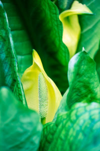 Blossom of the yellow false calla, Lysichiton americanus, Araceae, American skunk cabbage, American giant ara, stinking willie, stinky cabbage Blossom of the yellow false calla, Lysichiton americanus, Araceae, American skunk cabbage, American giant ara, stinking willie, stinky cabbage